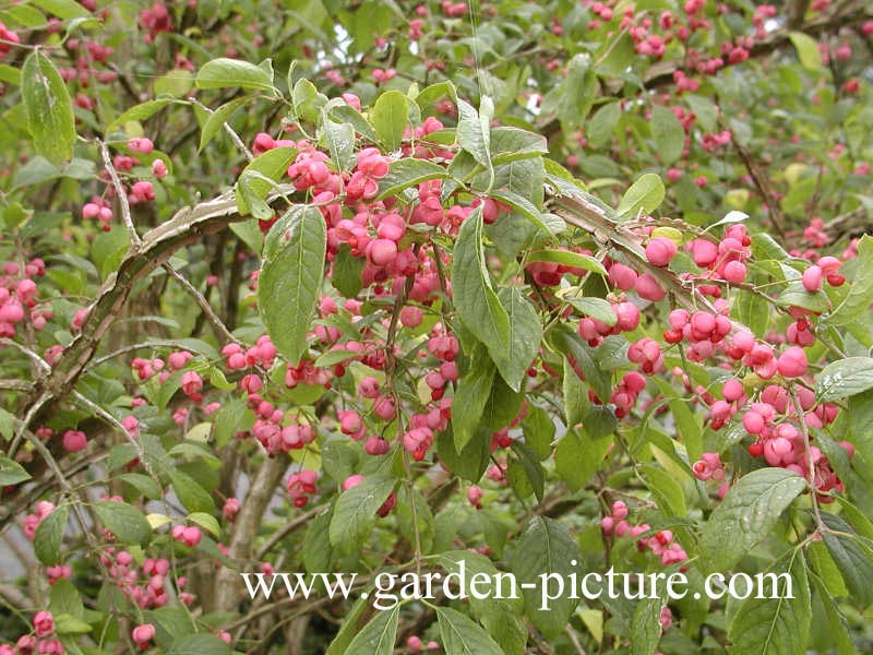 Euonymus alatus