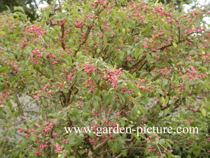 Euonymus alatus