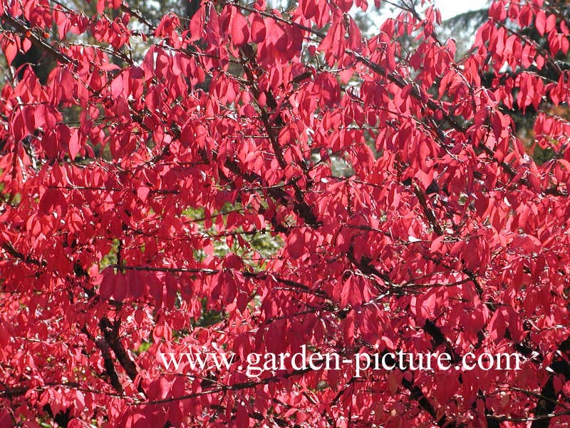 Euonymus alatus