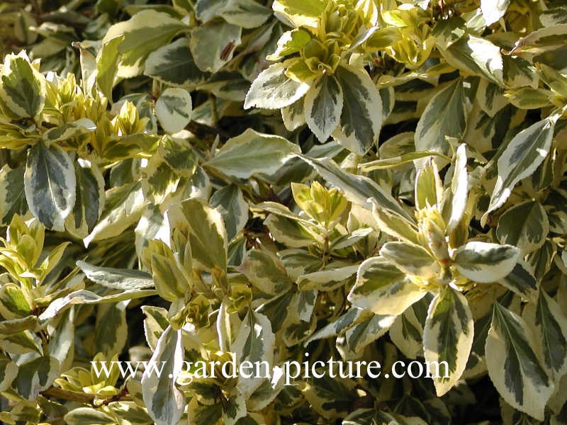 Euonymus fortunei 'Emerald & Gold'