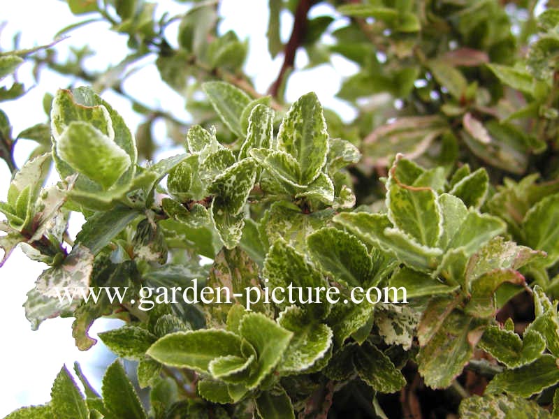 Euonymus fortunei 'Harlequin'