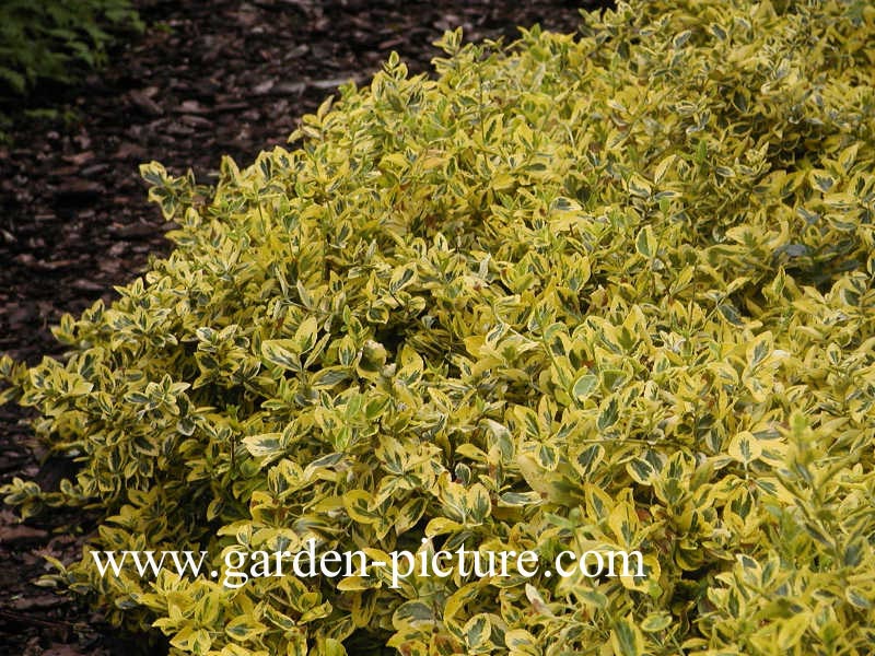 Euonymus fortunei 'Emerald & Gold'