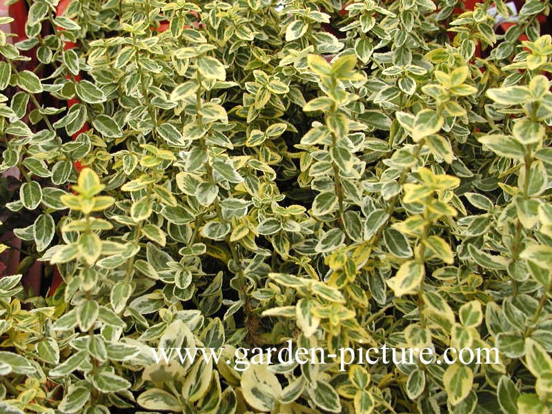 Euonymus fortunei 'Emerald & Gold'