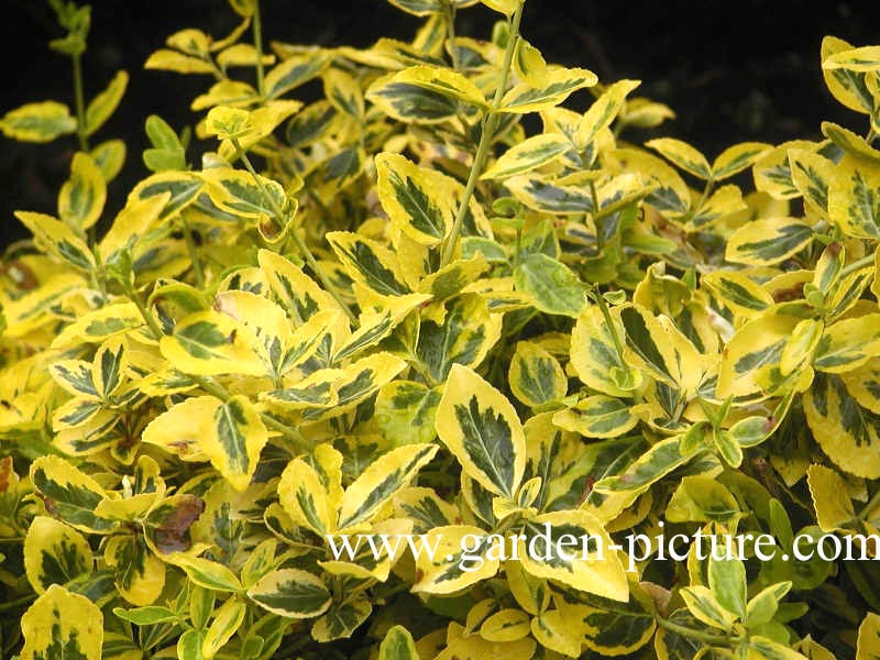 Euonymus fortunei 'Emerald & Gold'