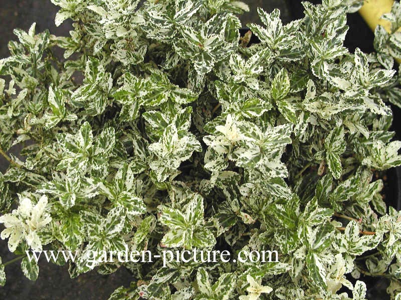 Euonymus fortunei 'Harlequin'