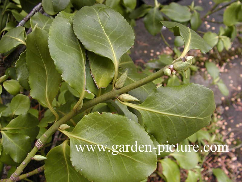 Euonymus fortunei 'Vegetus'