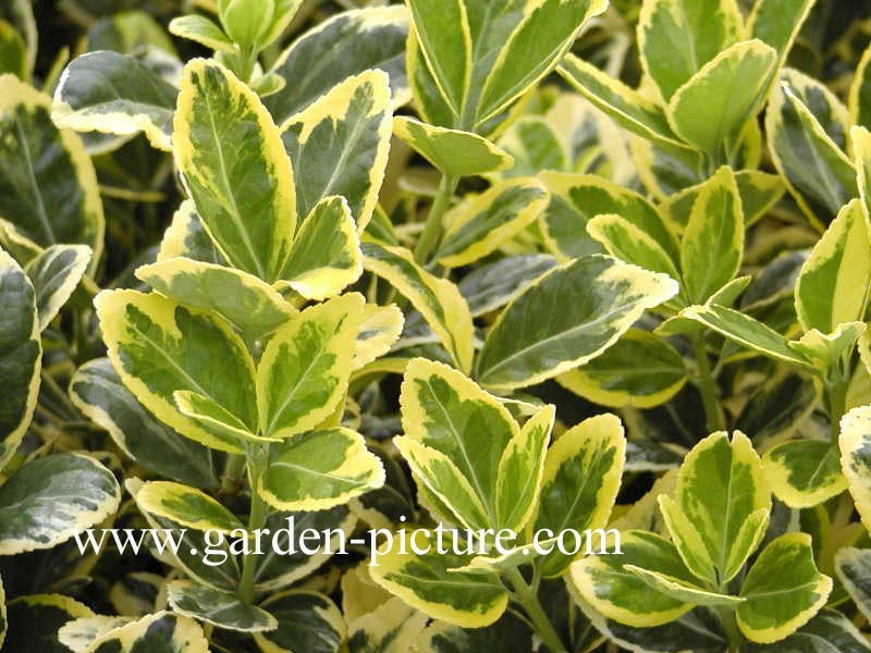 Euonymus japonicus 'Ovatus Aureus'