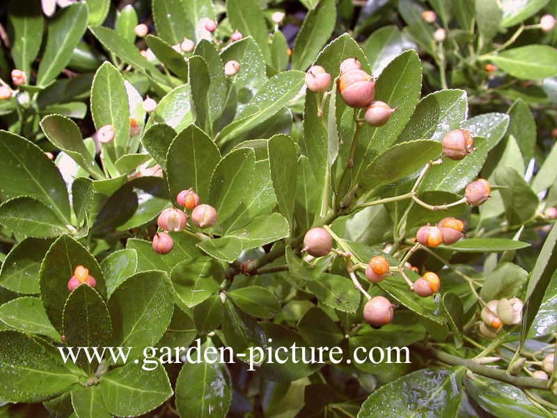 Euonymus japonicus
