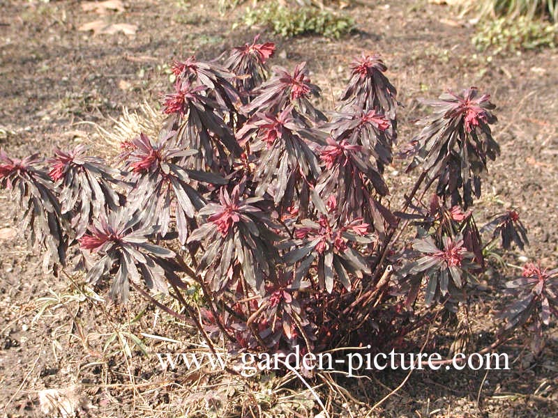 Euphorbia amygdaloides 'Purpurea'