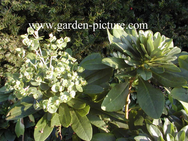 Euphorbia amygdaloides var. robbiae