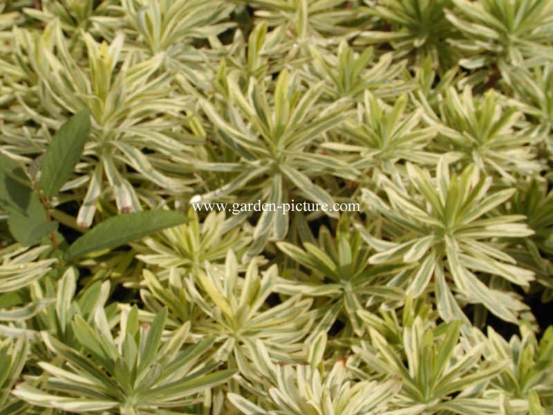 Euphorbia characias 'Burrow Silver'