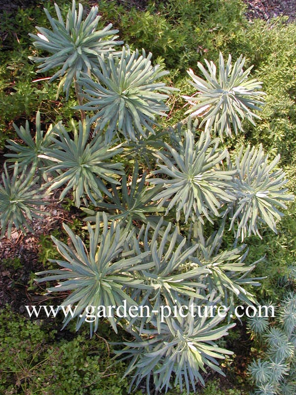 Euphorbia characias