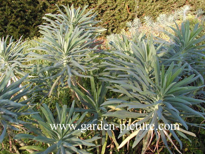 Euphorbia characias