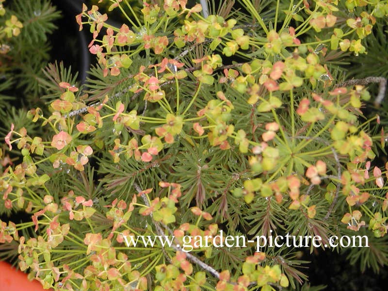 Euphorbia cyparissias 'Clarice Howard'