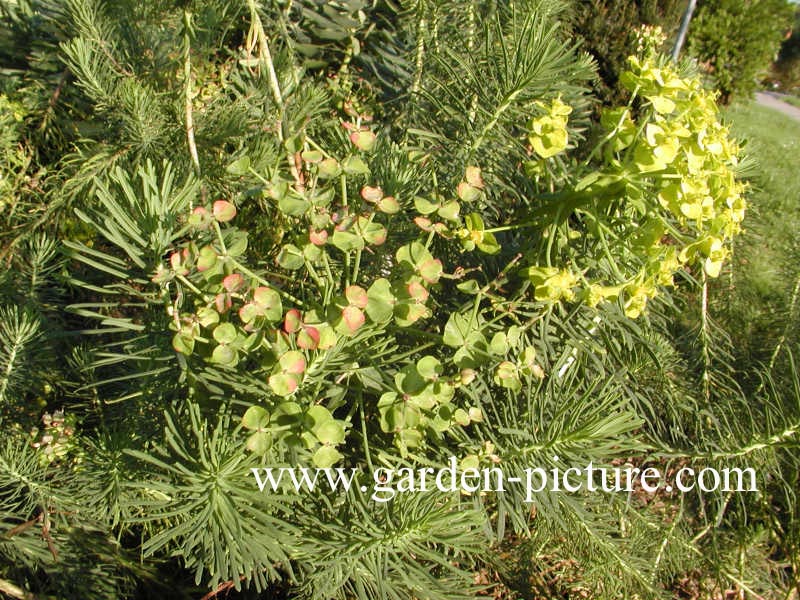 Euphorbia cyparissias