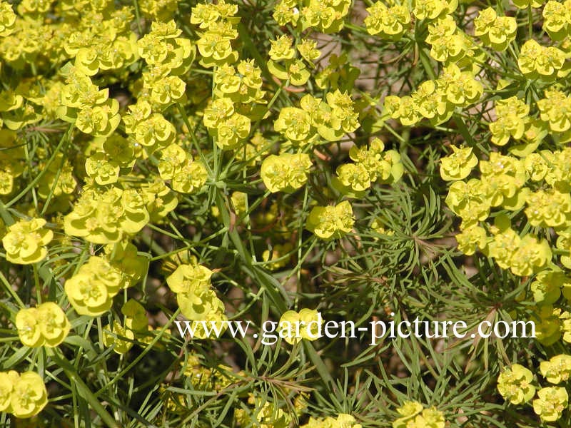 Euphorbia cyparissias