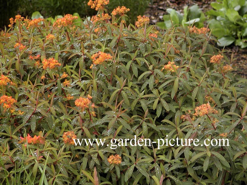 Euphorbia griffithii 'Dixter'