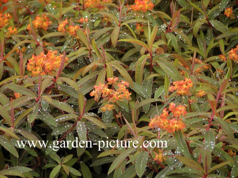 Euphorbia griffithii 'Dixter'