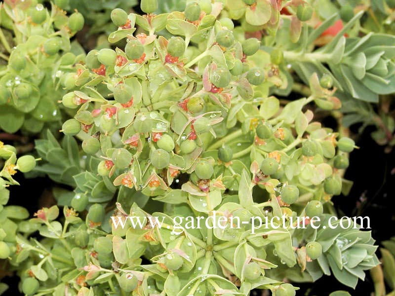 Euphorbia myrsinites