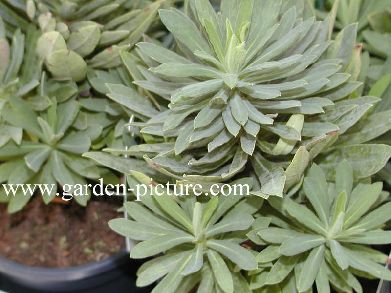 Euphorbia 'Charam' (REDWING)