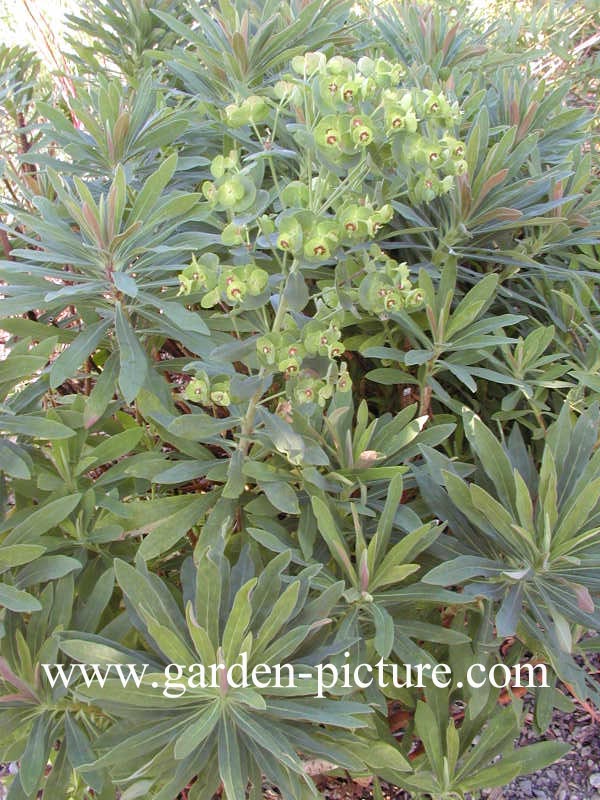 Euphorbia martinii