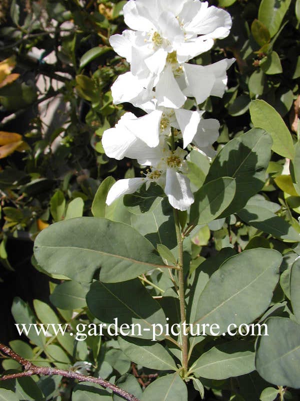 Exochorda korolkowii