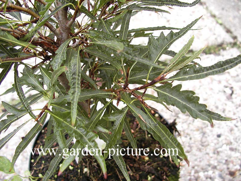 Fagus sylvatica 'Asplenifolia'