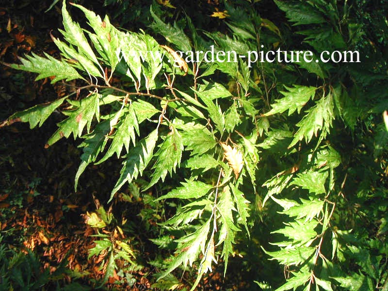 Fagus sylvatica 'Asplenifolia'