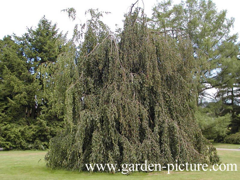 Fagus sylvatica 'Pendula'