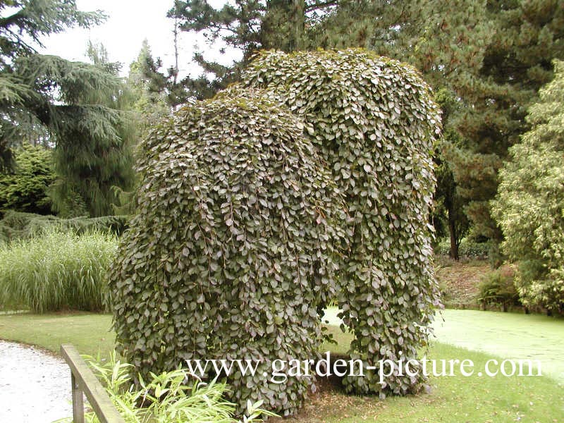 Fagus sylvatica 'Purpurea Pendula'