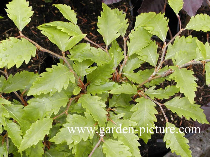 Fagus sylvatica 'Quercifolia'