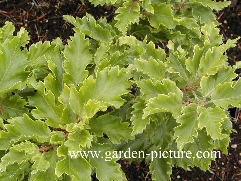 Fagus sylvatica 'Rohan Gold'