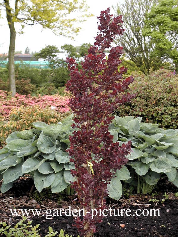 Fagus sylvatica 'Rohan Obelisk'