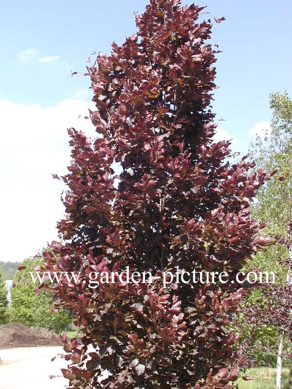 Fagus sylvatica 'Rohan Obelisk'