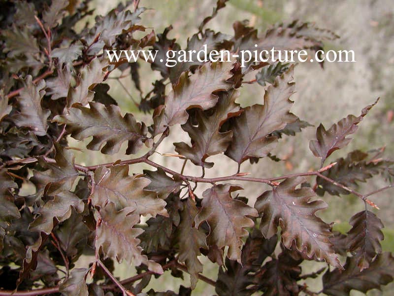 Fagus sylvatica 'Rohan Weeping'