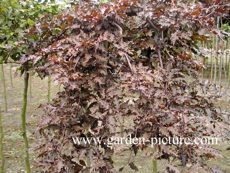 Fagus sylvatica 'Rohan Weeping'