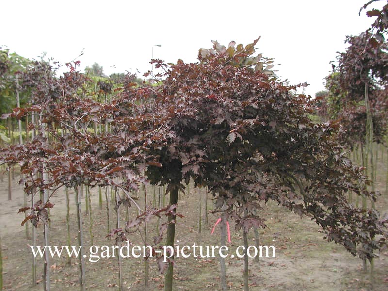 Fagus sylvatica 'Rohan Weeping'