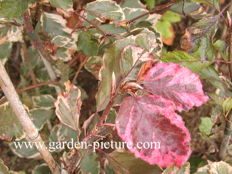 Fagus sylvatica 'Purpurea Tricolor'