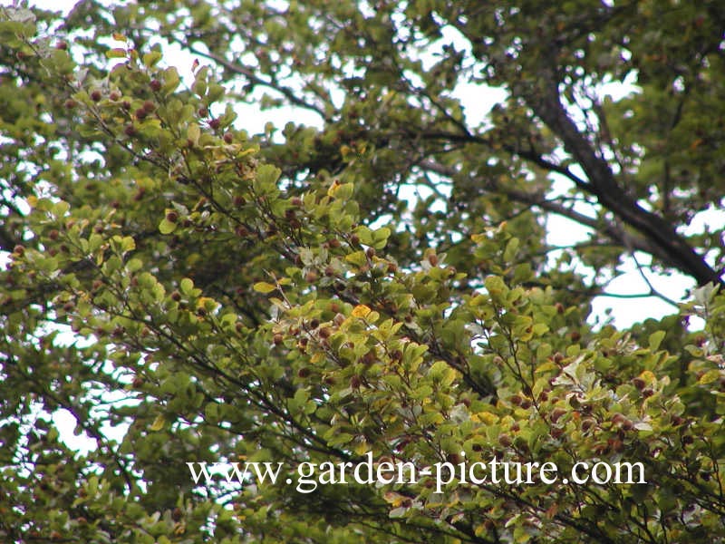 Fagus sylvatica 'Rotundifolia'