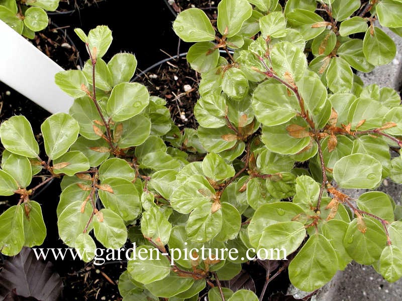 Fagus sylvatica 'Rotundifolia'