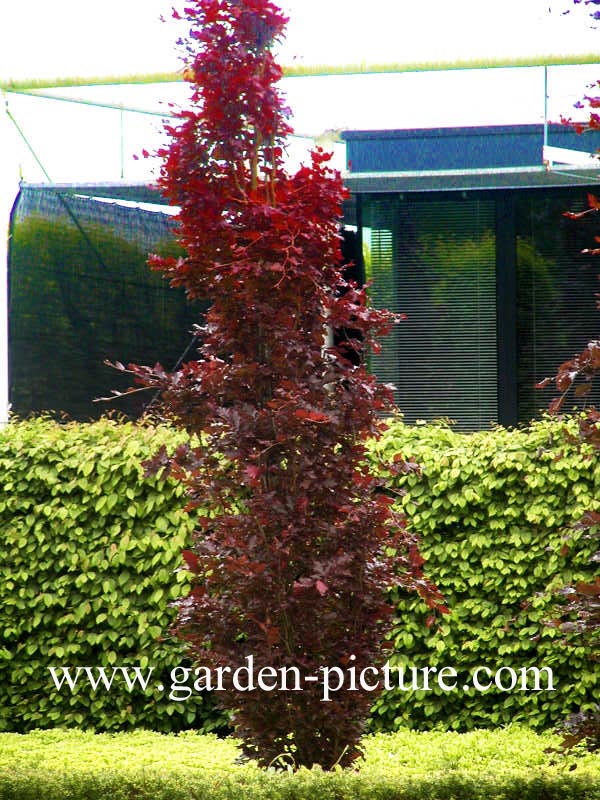 Fagus sylvatica 'Rohan Obelisk'