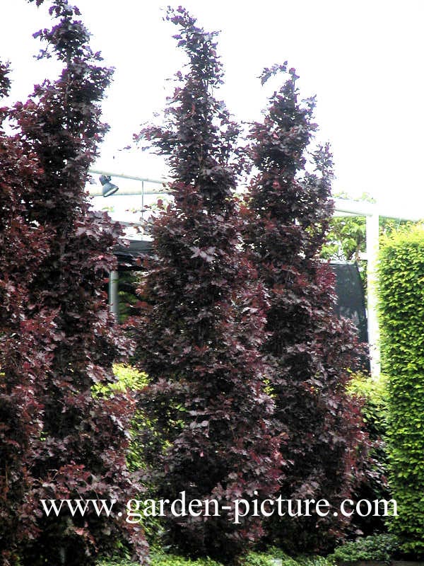 Fagus sylvatica 'Rohan Obelisk'