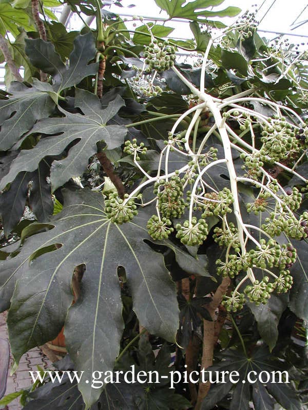 Fatsia japonica