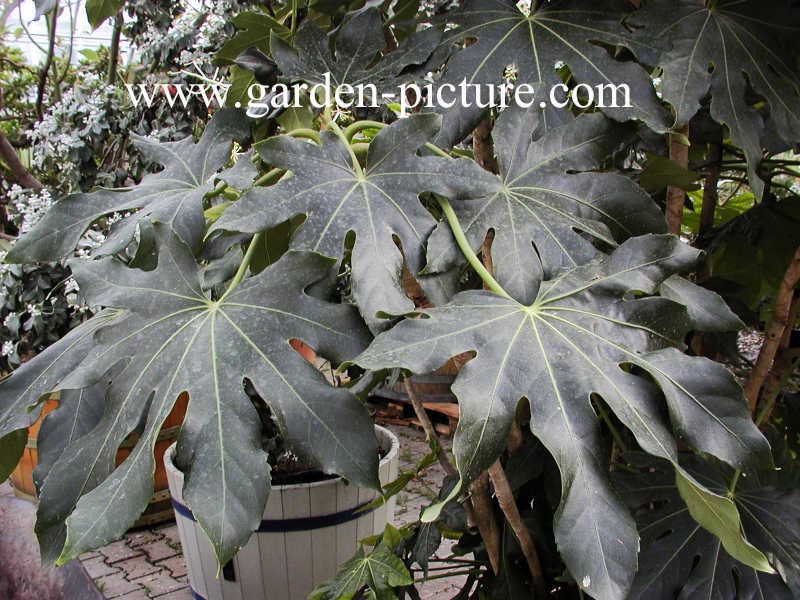 Fatsia japonica