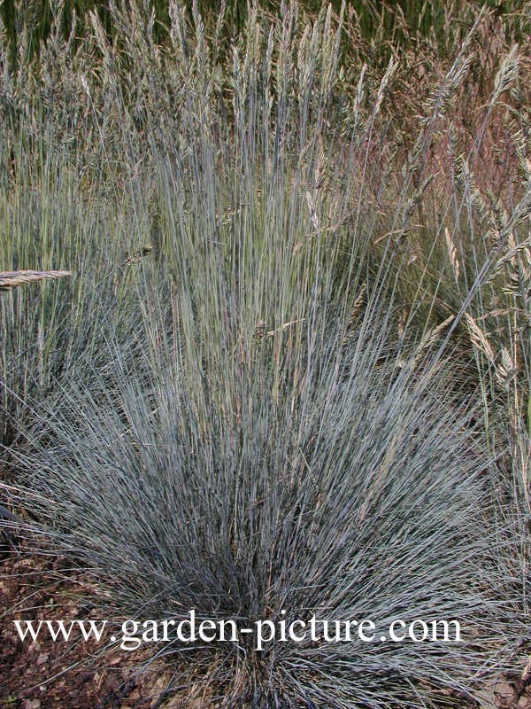 Festuca glauca 'Elijah Blue'