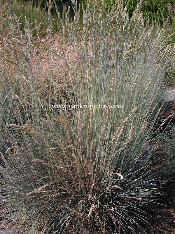 Festuca glauca 'Silberreiher'