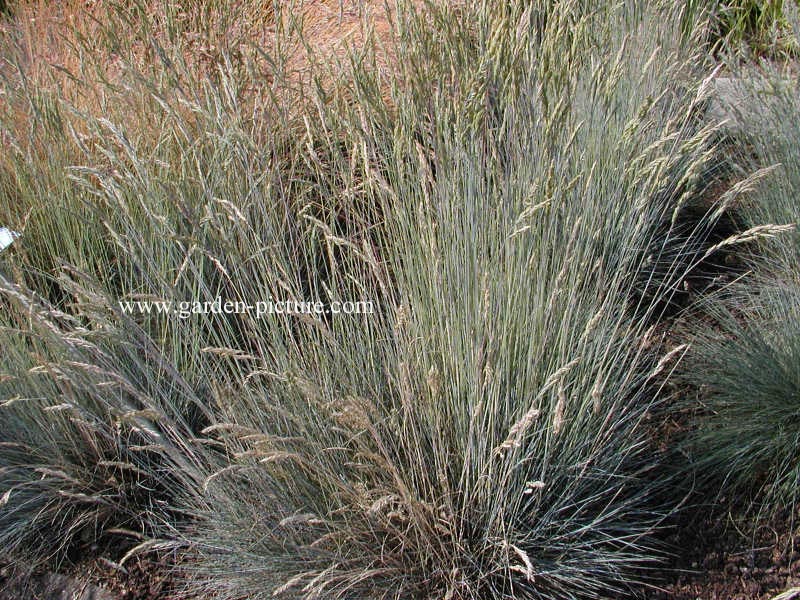 Festuca glauca 'Silberreiher'