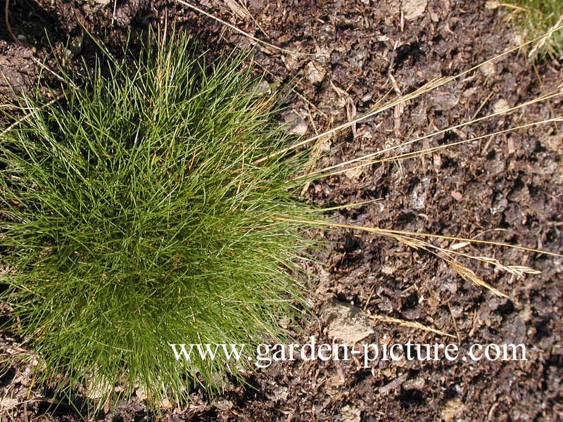 Festuca gautieri