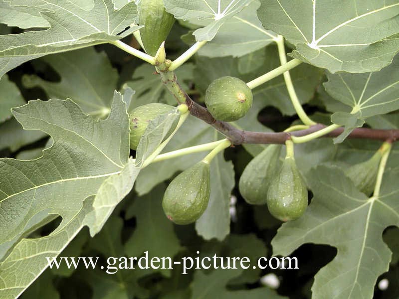 Ficus carica