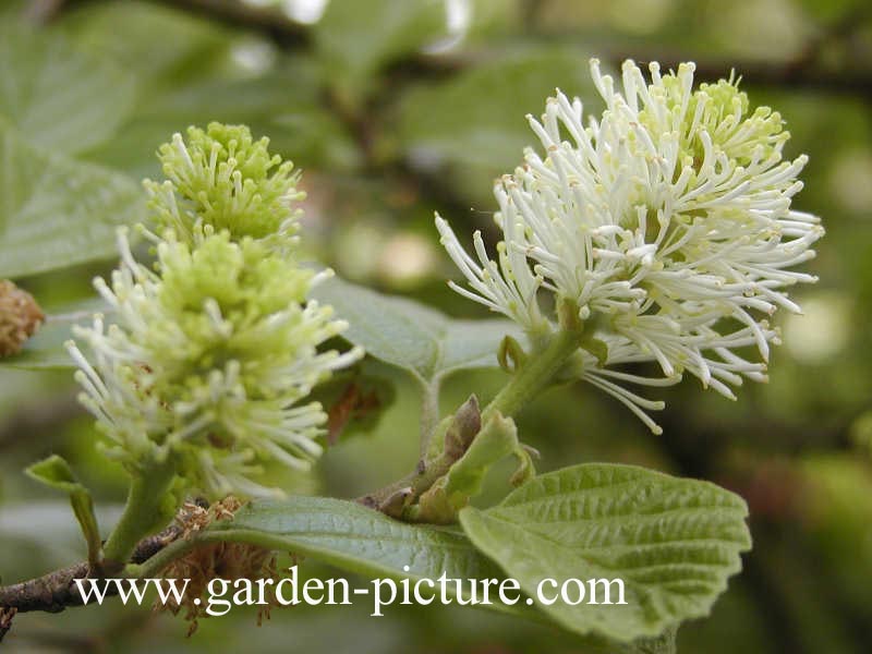 Fothergilla major